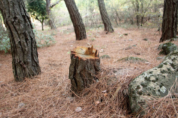 Best Root Management and Removal  in Carthage, NC