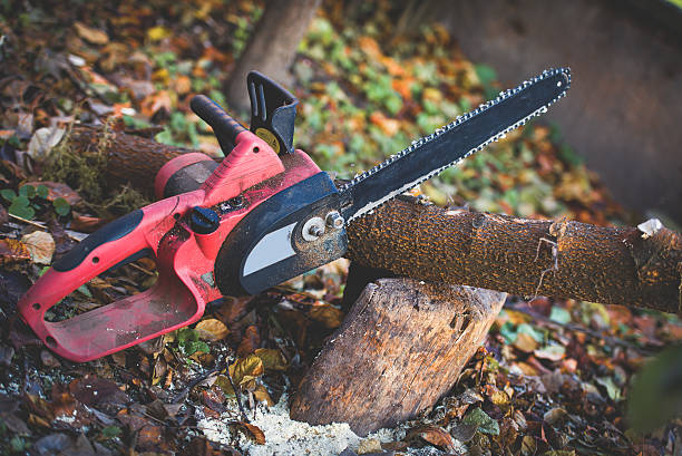 Best Tree Trimming and Pruning  in Carthage, NC